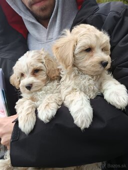 Maltipoo - 5