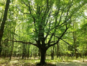 Lesné pozemky v obci Hrušov - 5