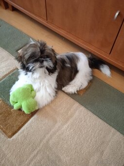 Shi-tzu - 5