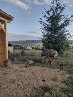 Emu hnedý - mláďatá - 5