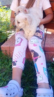 Maltipoo - 5