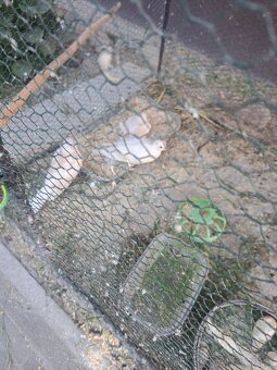 Hrdličky chichotavé - 5