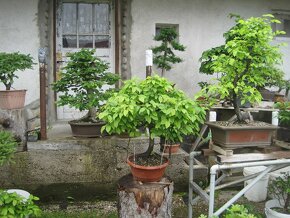 bonsai,bonsaj-hrab 10 - 5