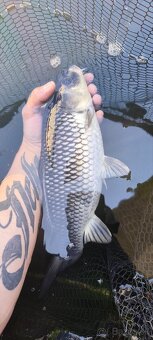koi kapre - 5