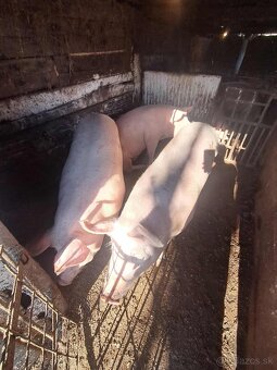 Predam ošípané - 5