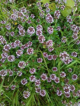 Sušené bylinky 1 - 5