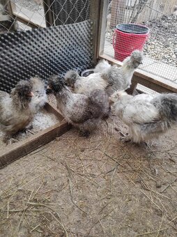 Hodvábničky - kuriatka - 5