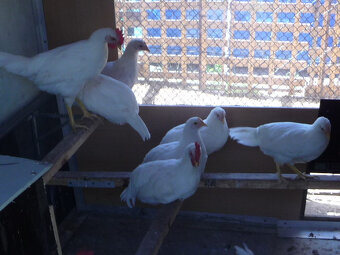 Marans a Leghorn - 5