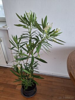 Oleander - 5