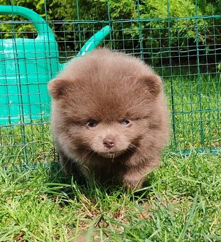 Pomeranian s PP - 5