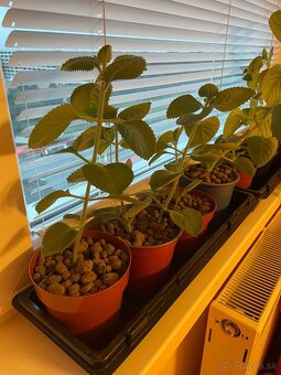 ✅ 𝐍𝐀𝐃𝐂𝐇𝐎𝐕𝐍𝐈𝐊 ✅ v kvetinaci - 5