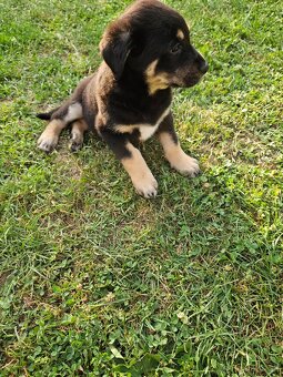 Labrador/Slovenský čuvač - 5