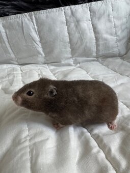 Sýrsky škrečok s PP + box a doplnky - 5