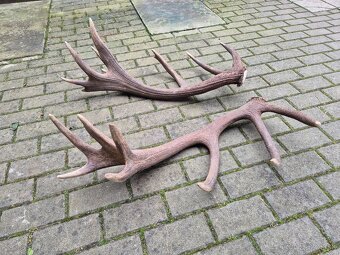 Trofej trofeje paroh parohy parozie zhody - 5