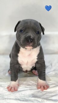 Štěňátka American Bully XL - registrace ABKC  (Jihlava CZ) - 5