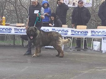 Kaukazský ovčiak s Pp - 5