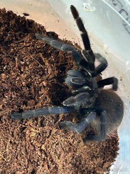 Predam pavúka plus terarium a nejaké veci k pavúkovi - 5