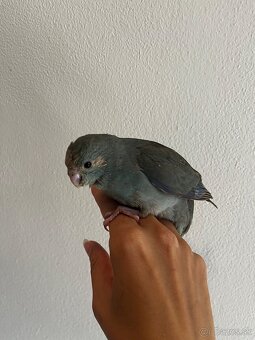 Kakariki - 5