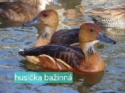 OKRASNÉ KAČICE - AKTUÁLNY ZOZNAM - 5