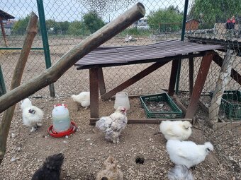 Hodvábnička , Miflerka - 5