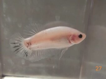 Bojovnice celofan samec shorttail - 5