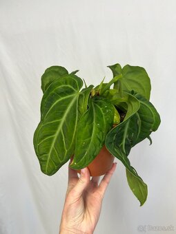 Anthurium Villenaorum - 5