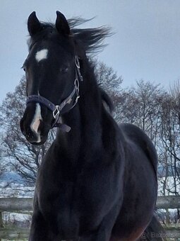 appaloosa žrebček - 5