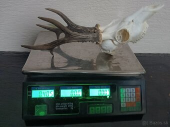 Parohy, zhody, trofeje, srnce - 5