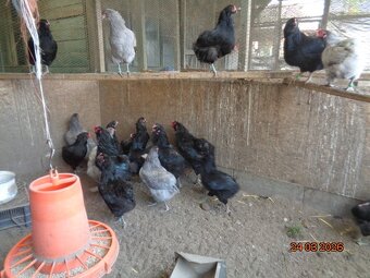 Sliepky Araukana - 5