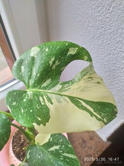 Monstera panašovaná - 5