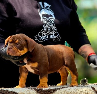 American Bully pocket - 5