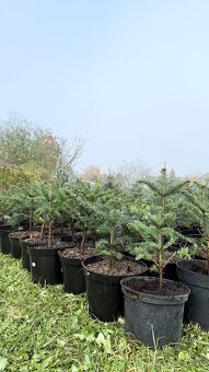 Predám kvalitné jedličky (Abies Nordmanniana) - 5