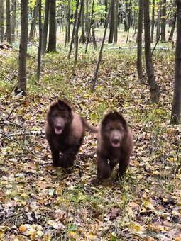 Nemecký ovčiak bez PP šteniatka - 5