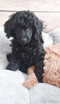 Pudel pudlik toy/trpaslík s PP - 5