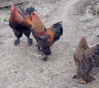 Brahmanky jar. NV 1,50€ - 5