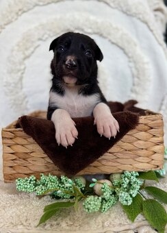 Border kolia s PP - 5