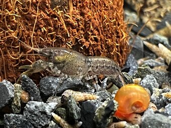 Predám mini ráčikov cambarellus demitu - 5