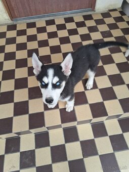 Steniatka sibírsky husky - 5