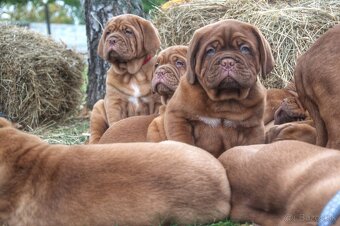 Dogue de Bordeaux, Bordeauxska doga, bordo doga - 5