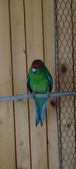 Predám kakariki - 5