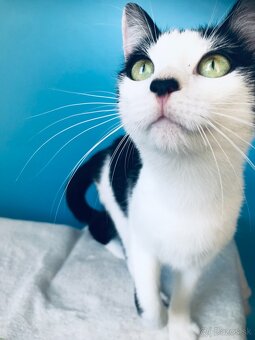 ALICKA SI HĽADÁ DOMOV VO VNÚTRI - 5