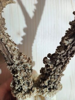 Trofej trofeje parohy parožie zhody.,.,. - 5