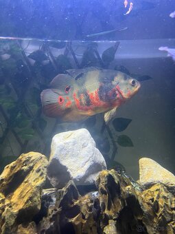 Americké cichlidy - 5