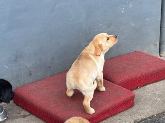 Labrador - 5