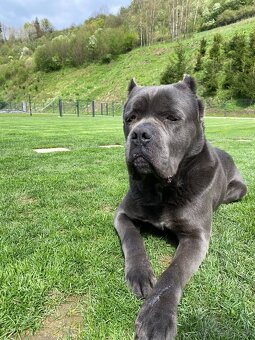 Cane corso krytie - 5