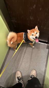 Shiba Inu - 5