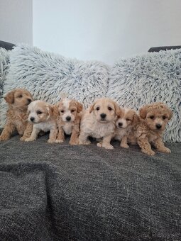Maltipoo - 5