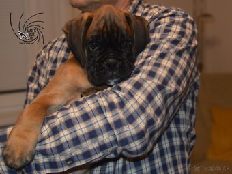 Nemecký boxer- psík s PP - 5