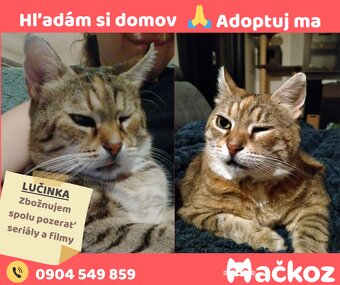 Darujem mačičku / darujem mačku - 5
