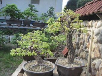 bonsai,bonsaj-DUB 1 - 5